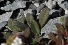 Myosotis traversii cantabrica
