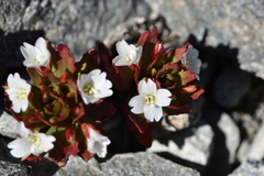 Epilobium pycnostachyum