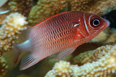 Sargocentron caudimaculatum