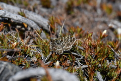 Notoreas ischnocyma