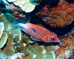 Sargocentron caudimaculatum