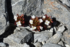 Epilobium pycnostachyum