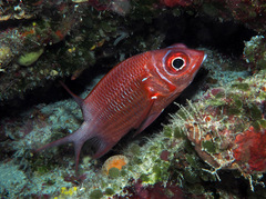 Sargocentron caudimaculatum