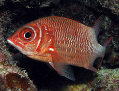 Sargocentron caudimaculatum