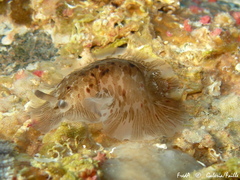 Dendrodoris grandiflora