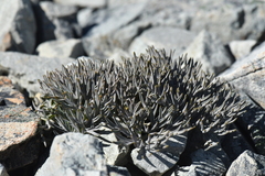 Lignocarpa carnosula