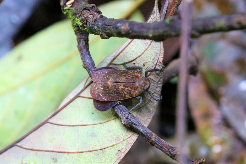 Challia Insect Chalia from Yarom, Betong District, Yala 95110, Thailand on January 23 ...