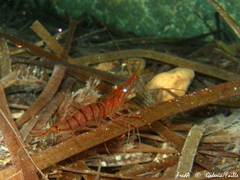 Palaemon serratus