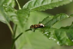 Phymatostetha stellata