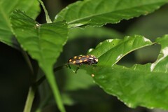 Phymatostetha stellata