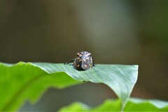 Phymatostetha stellata