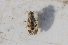 Tephritis vespertina