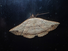 Blasticorhinus fasciosa