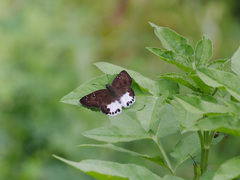 Tagiades ultra