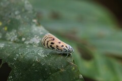 Copsyrna maculata