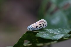 Copsyrna maculata