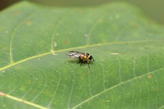 Colsa costaestriga