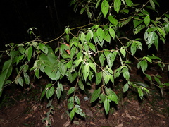 Miconia dentata