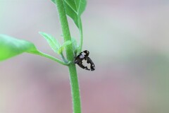 Ricanoptera fenestrata