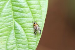 Colsa costaestriga