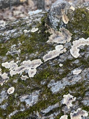 Kretzschmaria deusta