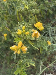 Senna bicapsularis