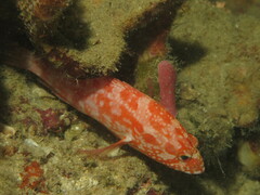 Cephalopholis spiloparaea