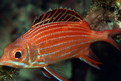 Sargocentron diadema