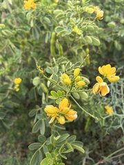 Senna bicapsularis
