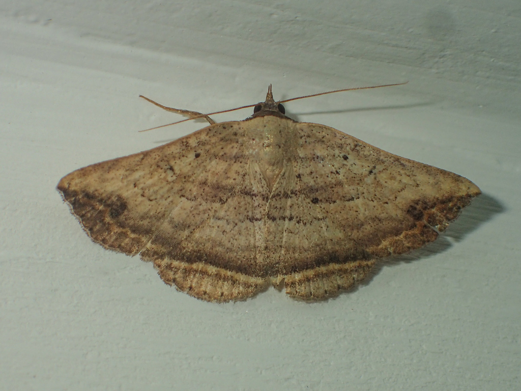 Blasticorhinus fasciosa