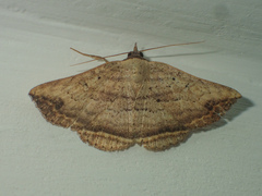 Blasticorhinus fasciosa