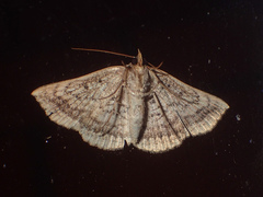 Blasticorhinus fasciosa