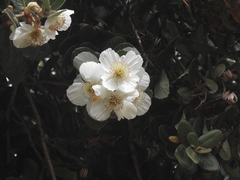 Eucryphia cordifolia