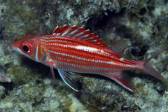 Sargocentron microstoma