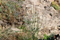 Asphodelus fistulosus