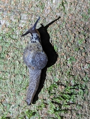 Stanisicarion aquila