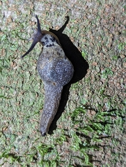 Stanisicarion aquila
