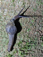 Stanisicarion aquila