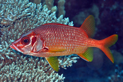 Sargocentron spiniferum