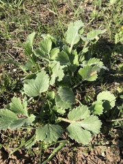 Ranunculus asiaticus