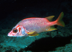 Sargocentron spiniferum