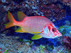 Sargocentron spiniferum