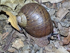 Hedleyella falconeri