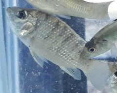 Sarotherodon melanotheron