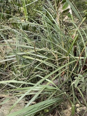 Miscanthus floridulus