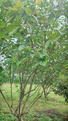 Morus nigra