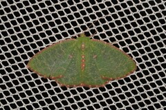 Eucyclodes metaspila