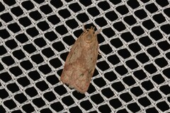 Oligoloba severa