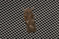 Cryptophasa irrorata