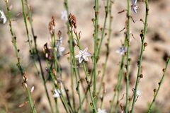 Asphodelus fistulosus